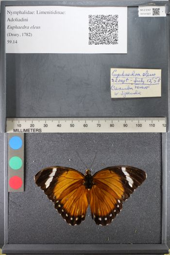 Media type: image;   Entomology 141927